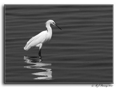 Snowy Egret with a Strong Afternoon Sun