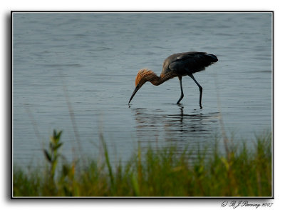 Reddish Heron