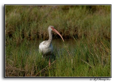 White Ibis