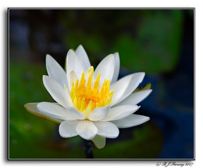 Water Lily in a Drying Pond