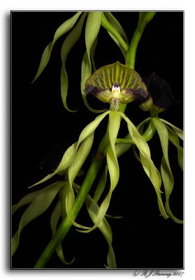 Encyclia cochleata