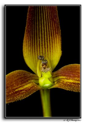 Bulbophyllum unitubum