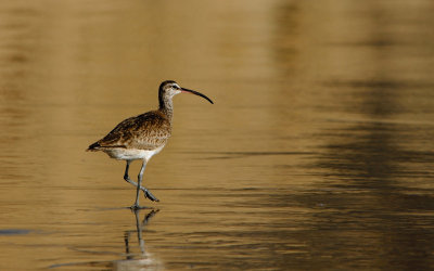 Whimbrel at Sunset