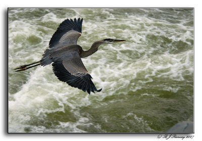 Great Blue Heron