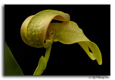Bulbophyllum grandiflorum 'Big Boy'