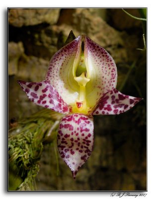 Bulbophyllum macranthum 'Magnifico
