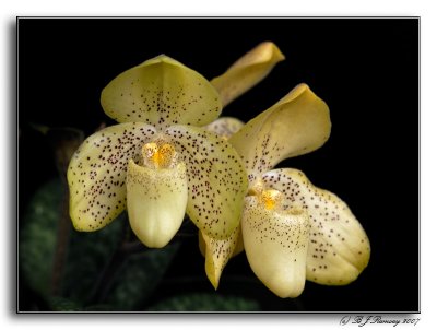 Paphiopedilum concolor