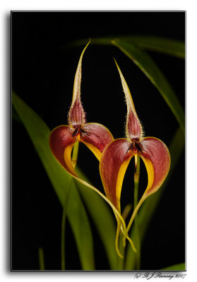 Bulbophyllum blumei
