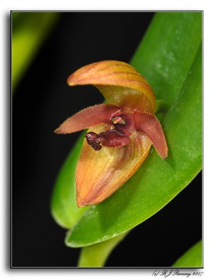 Pleurothallis tonduzii