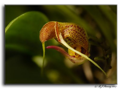 Scaphosepalum ursinum