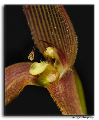 Bulbophyllum kermesinum