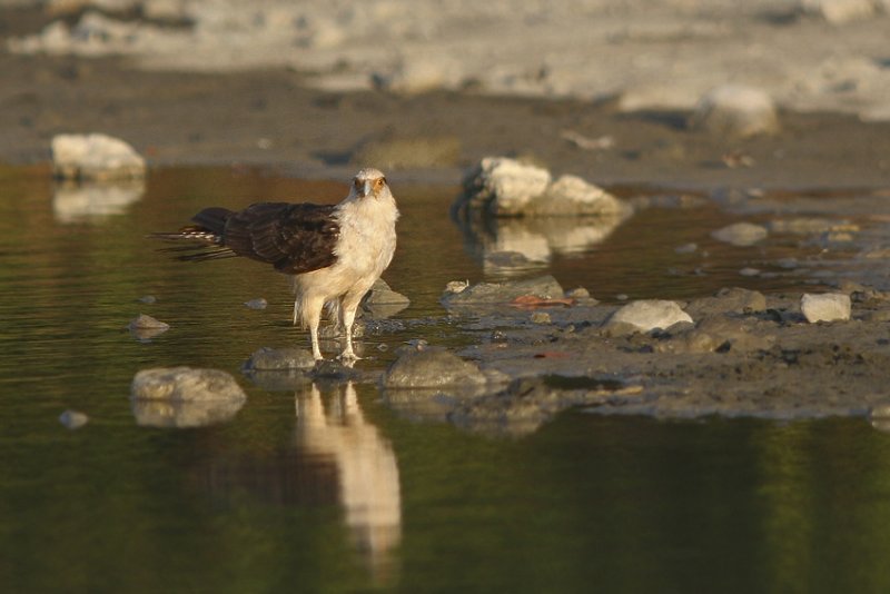 caracara