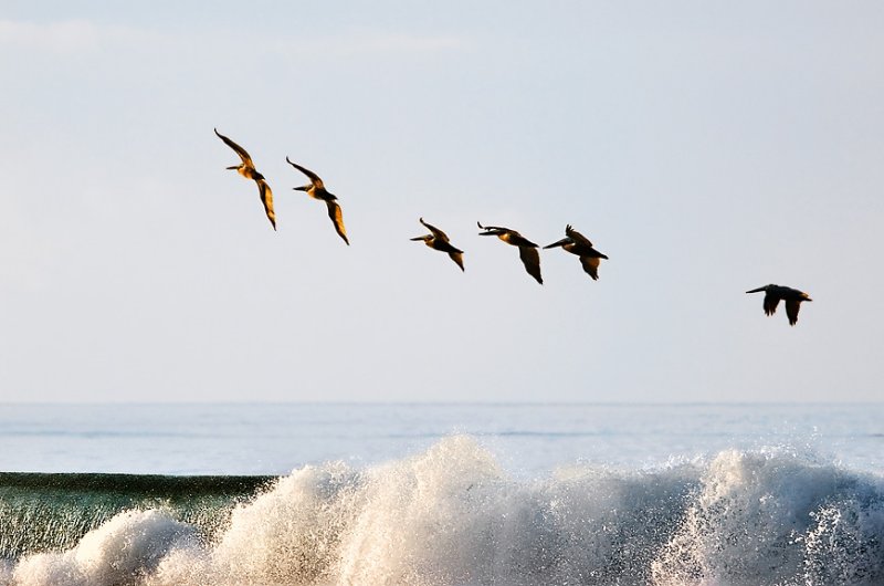 brown pelicans