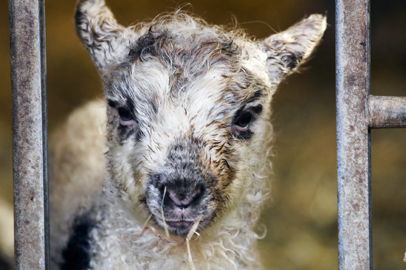 lamb