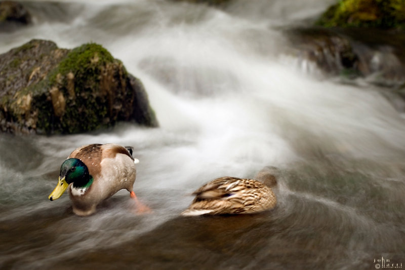 Ducks in the stream