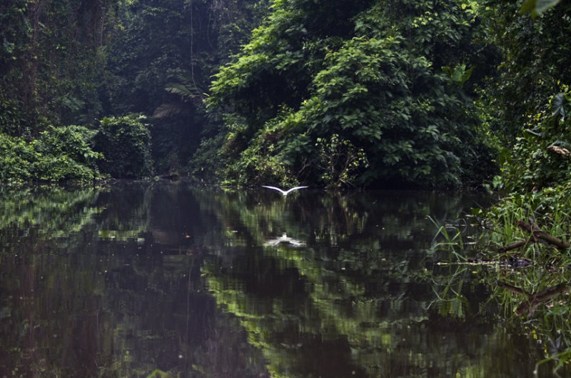 tortuguero