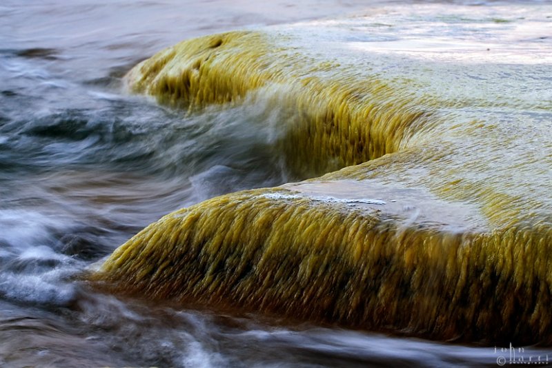 seaweed
