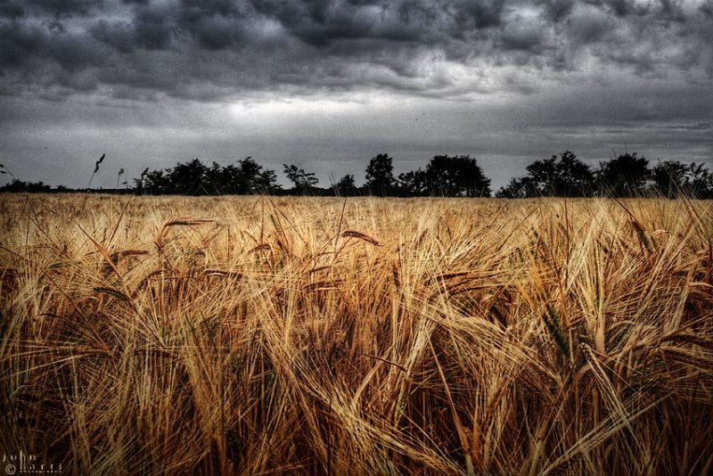 field