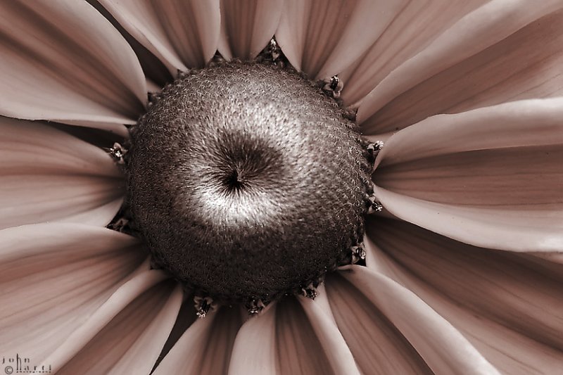 toned flower