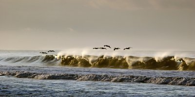 surfer pelicans
