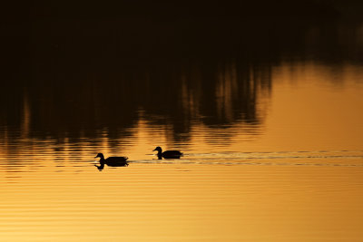 golden ducks