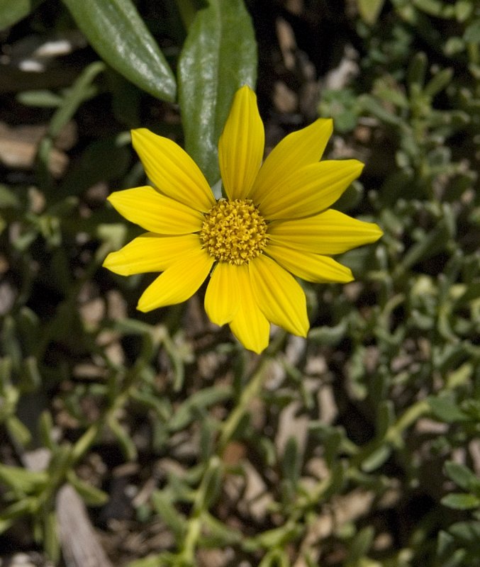 yellow-daisy-PICT0004.jpg