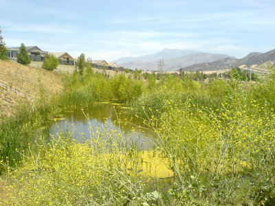 Pond in our nature walk DSC00275.jpg