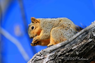 Red Squirell