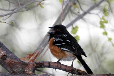 Spotted Towhee (w/ sound)