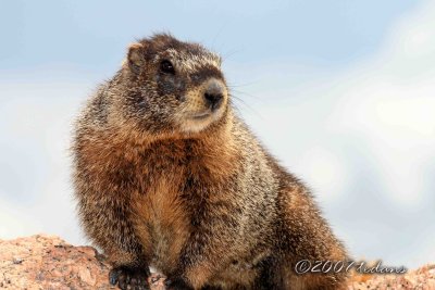 Yellow-bellied Marmot