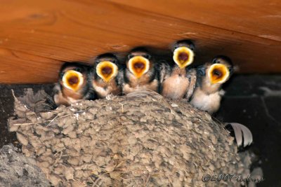 The Barn Swallow Quintet