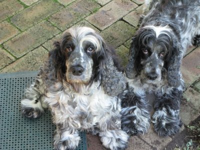 Our Dogs