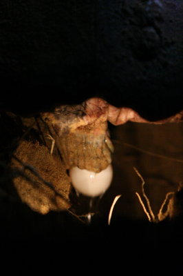 Loggerhead Turtle laying eggs, Mon Repos, Qld
