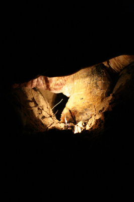 Digging out the egg chamber (1)