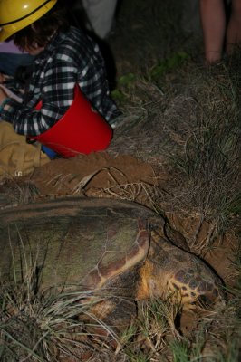 Researcher with the turtle