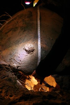 Measuring the carapice
