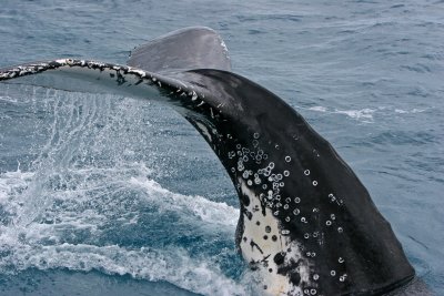 Whales Hervey Bay Queensland