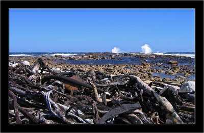Cape of Good Hope
