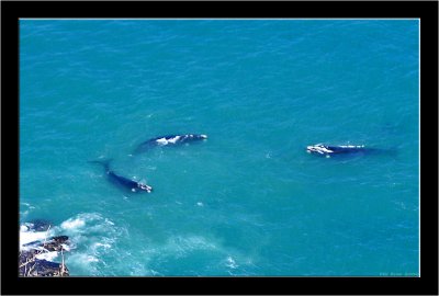 011_Amazing Whales.jpg