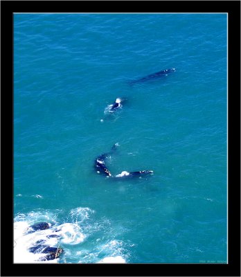 012_Amazing Whales.jpg