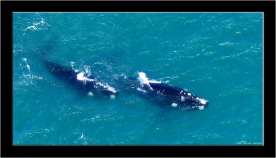 019_Amazing Whales.jpg