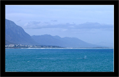 Hermanus_003.jpg