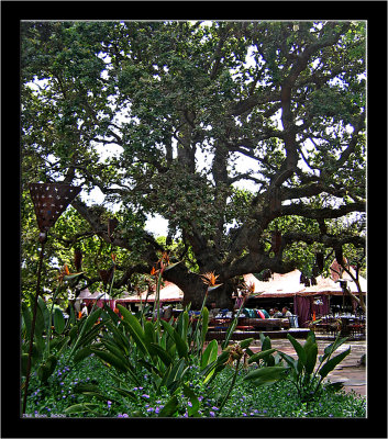 Spier_008.jpg