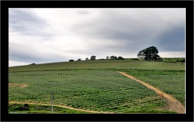 Spier_010.jpg