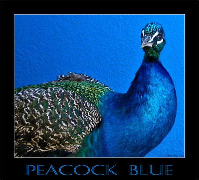 Peacock Blue.jpg