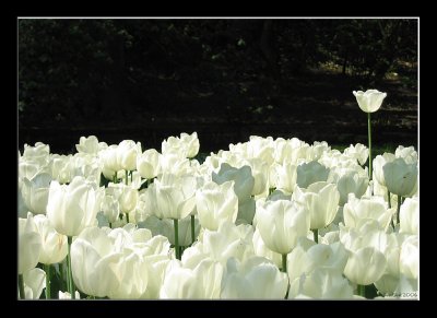 Tulip (24).jpg