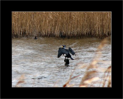 IMG_0236db.jpg