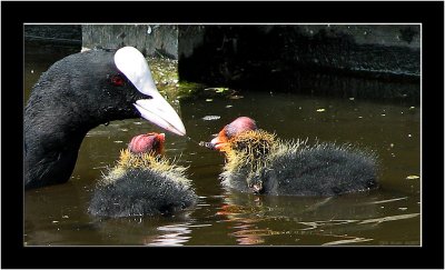 Spring in Stompwijk_008.jpg
