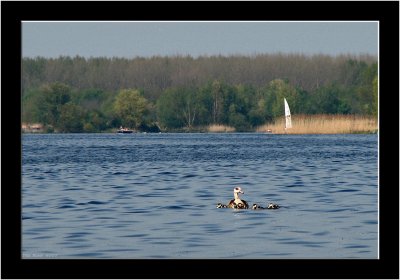 Spring in Stompwijk_013.jpg
