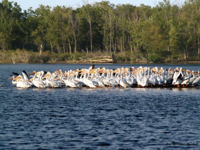 The pelicans congragate on a small island on the lake